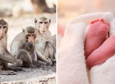 بندر نے والدین کے سامنے 4 ماہ کے بچے کی جان لے لی